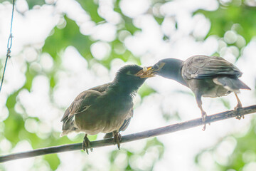 Myna (locust starling) This exciting moment of feeding the chick
