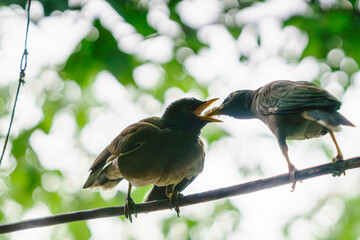 Myna (locust starling) This exciting moment of feeding the chick