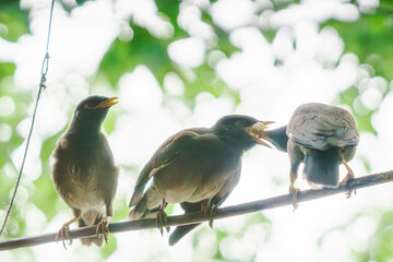 Myna (locust starling) This exciting moment of feeding the chick