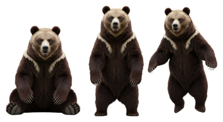 Three Grizzly Bears in Different Poses Against a White Background.