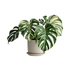 Tropical Variegated Monstera Leaf with Unique Color Patterns for Home Decor, Generative AI