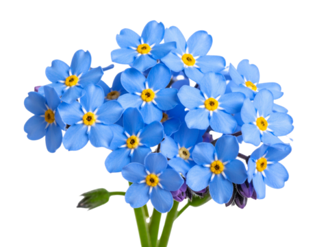 Single Blue Forget-me-not Flower Cluster with Detailed Petals, isolated on transparent background