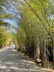 Serene Green Bamboo Forest Archway: Natural Tunnel of Lush Foliage.