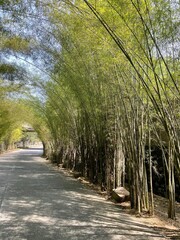 Tranquil Bamboo Grove Canopy Against a Bright Sky, Evoking Peace and Zen.