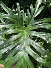 Obraz premium Lush Green Monstera Philodendron Leaf: Vibrant Tropical Plant Background.