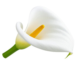  Single White Calla Lily Flower with Curved Spathe, isolated on transparent background