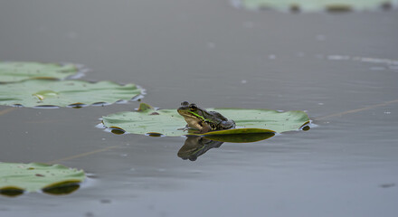 Frog Resting on Water Lily in Calm Morning Pond