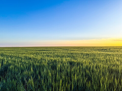 Panoramic wheat field at sunrise with blue and yellow sky, ideal for illustrating sustainable farming practices, rural agriculture, and abundant harvests in brochures, websites, or flyers