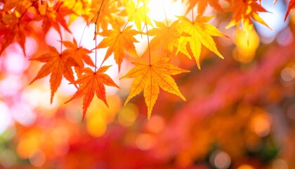 グラデーションが美しい日本の紅葉