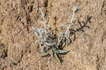 Pseudognaphalium microcephalum, San Diego rabbit-tobacco, feltleaf everlasting, and Wright's cudweed.  top of Mount Hollywood Trail, Griffith Park, Los Angeles, California. Santa Monica Mountains 