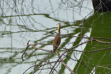 bird on a branch