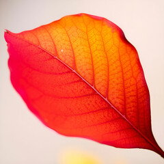 Obraz premium Colorful autumn maple leaf cut out Colorful autumn maple leaf cut out