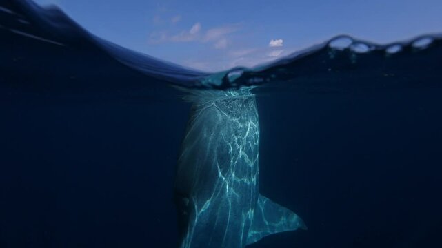 A whale shark swims just below the water's surface in a serene ocean scene. The photo captures the massive creature from a half-underwater view, with boats visible in the background.