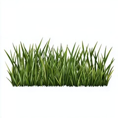 Lush Green Grass Patch Isolated on a White Background in Natural Light