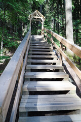 Obraz premium stairs and wood road in National Park