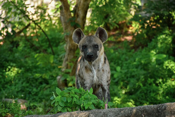 close up face of hyena and eye looking to hunting
