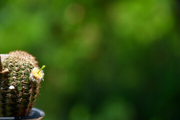 Little cactus on small pot, plant for decoration, soft focus.
