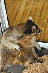 Very cute and funny baby raccoon looks into camera.
