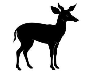 Fototapeta premium duiker black silhouette on white background