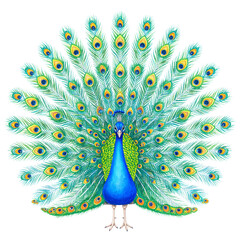 Regal Peacock's Display: A magnificent peacock proudly displays its vibrant, iridescent feathers in a watercolor illustration, showcasing nature's elegance and vibrant color.