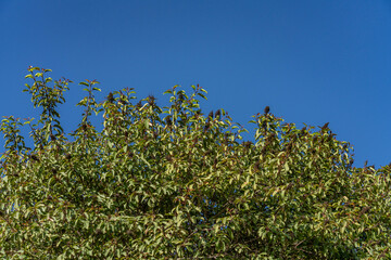 Malosma laurina, with the common names laurel sumac and lentisco. Mount Hollywood Trail, Griffith Park, Los Angeles, California. Santa Monica Mountains