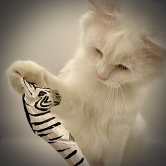 White Siberian playing with a zebra figurine