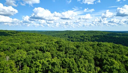 Obraz premium Lush green forest canopy (1)