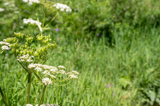 Selective focus on a bloom of wild parsley weed in a green meadow