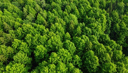 Lush green forest canopy from above