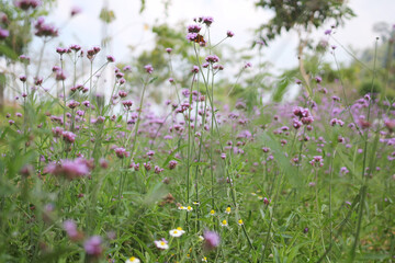 Small purple Verbena flowers bloom amidst lush green foliage and white wildflowers in a wide field.