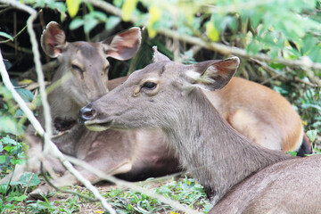 Two graceful sambar deer rest peacefully amidst the dappled sunlight and lush green foliage of their natural habitat.