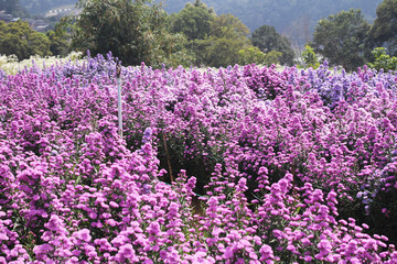 Obraz premium A vast field of vibrant purple marguerite flowers stands tall, set against a distant mountain landscape and a partly cloudy sky, creating a serene and picturesque natural scene.
