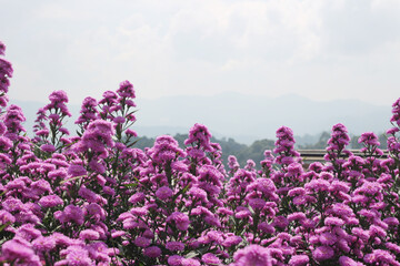 Obraz premium A vast field of vibrant purple marguerite flowers stands tall, set against a distant mountain landscape and a partly cloudy sky, creating a serene and picturesque natural scene.