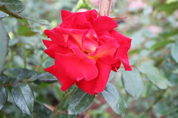  A vibrant red rose in full bloom with striking orange-red inner petals, set against a blurred...