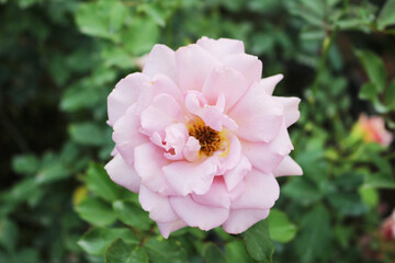 A fully bloomed light pink rose displays its vibrant golden-yellow center against a blurred backdrop of deep green leaves in a garden in Bangkok, Thailand.