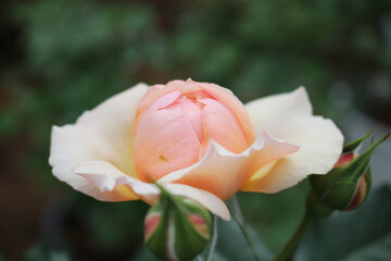A delicate peach-orange rose blossom is in the process of opening, revealing its beautifully...