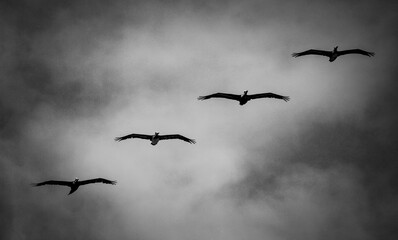 birds flying in the sky