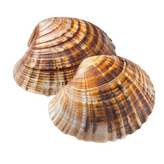 Obraz premium Two seashells, close-up, overlapping. Striped, brown and cream