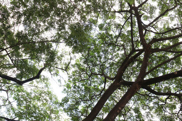 A worm's-eye view of a large tree's sprawling branches densely covered with vibrant green leaves, appearing translucent against the bright white sky as sunlight filters through.