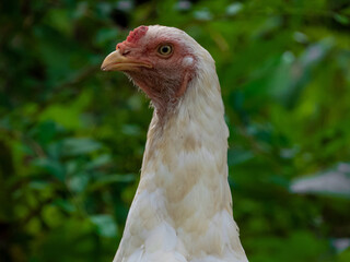 portrait of a chicken