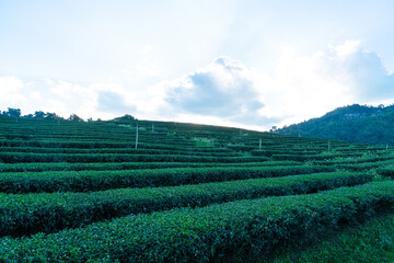 tea plantation and green tea plantation