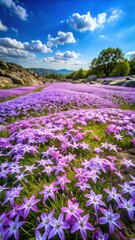 Fototapeta premium Wide-angle shot of a meadow filled with vibrant violet star-shaped flowers swaying in the wind