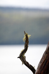 Fungi on dead branch, Cradle Mountain - Lake St Clair National Park, Tasmania, Australia