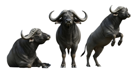 Three African Buffaloes in Various Poses Displaying Horns and Musculature.