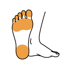 Human foot anatomy illustration showing sole and toes  