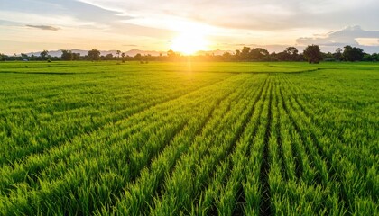 Naklejka premium Lush green rice paddy at sunset