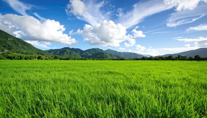 Obraz premium Lush green rice paddy field under a vibrant blue sky