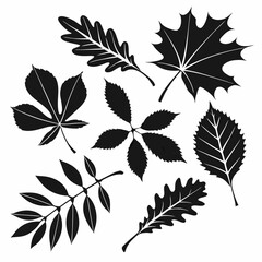 Black leaf silhouettes maple oak chestnut fan shapes leaves maple leaf