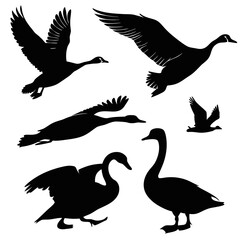 Black silhouettes of geese and swans in various poses flying standing