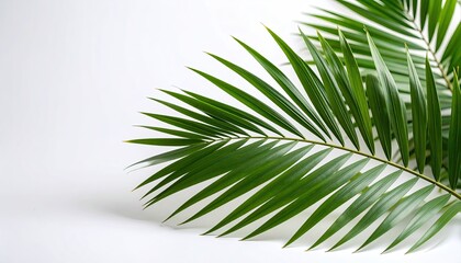 Fototapeta premium Lush palm fronds against a clean background
